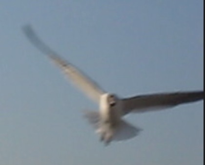Birds!